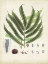 Picture of COLLECTED FERNS III