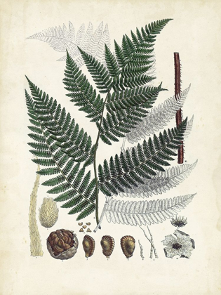 Picture of COLLECTED FERNS IV