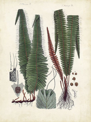 Picture of COLLECTED FERNS V