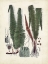 Picture of COLLECTED FERNS V