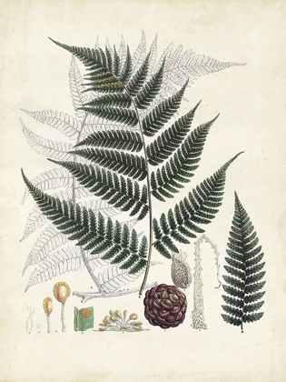 Picture of COLLECTED FERNS VI