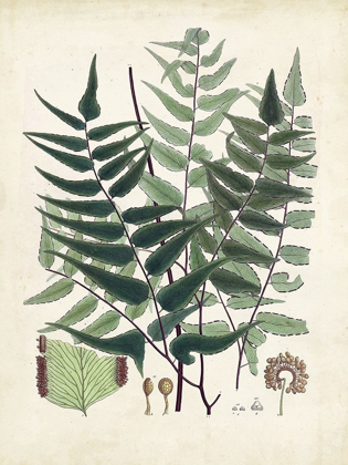 Picture of COLLECTED FERNS VII