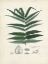 Picture of COLLECTED FERNS IX