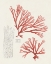 Picture of VINTAGE CORAL STUDY I