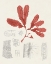 Picture of VINTAGE CORAL STUDY II