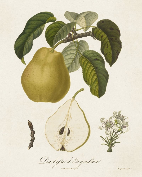 Picture of VINTAGE PEARS I