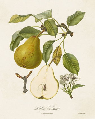 Picture of VINTAGE PEARS II