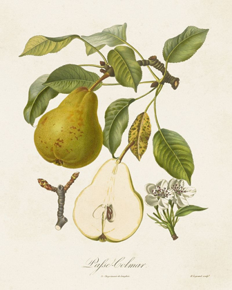 Picture of VINTAGE PEARS II