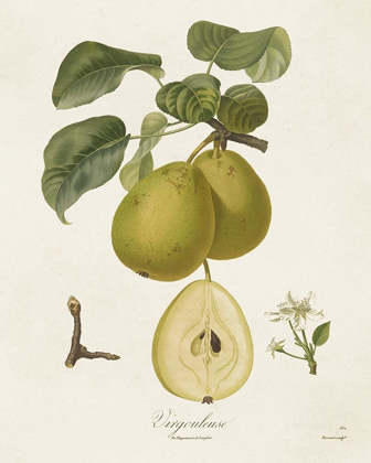 Picture of VINTAGE PEARS III