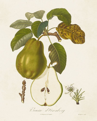 Picture of VINTAGE PEARS IV