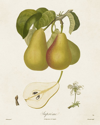 Picture of VINTAGE PEARS V