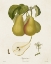 Picture of VINTAGE PEARS V