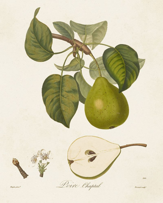 Picture of VINTAGE PEARS VI