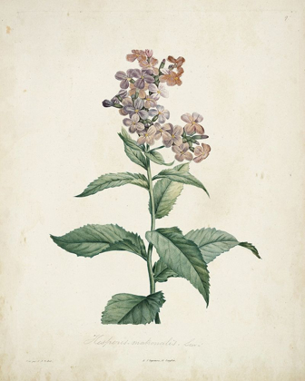 Picture of TRADITIONAL BOTANICAL II
