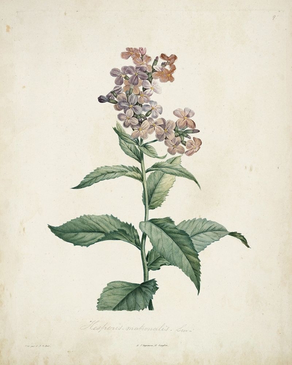 Picture of TRADITIONAL BOTANICAL II