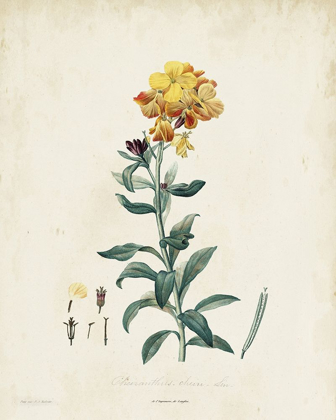 Picture of TRADITIONAL BOTANICAL III