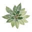 Picture of SUCCULENT CAMEO I