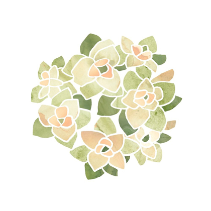 Picture of SUCCULENT CAMEO XII