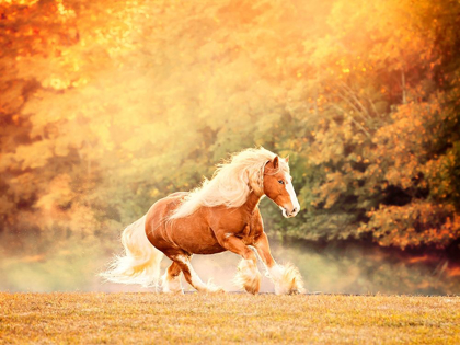 Picture of HORSE MOTION II