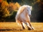 Picture of HORSE MOTION IV