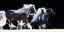 Picture of HORSE MOTION X