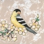 Picture of SWEET BIRD IV