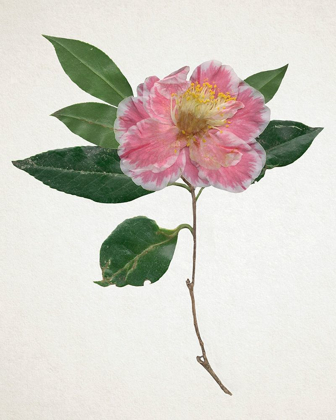 Picture of PRESSED CAMELLIA I