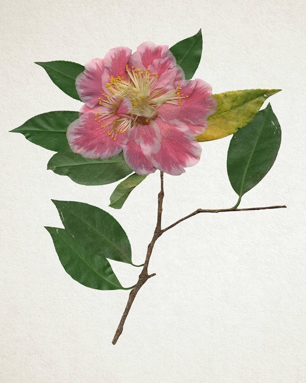 Picture of PRESSED CAMELLIA II