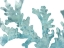 Picture of BLUE MACRO CORAL II