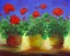 Picture of GERANIUMS II