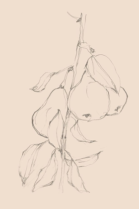 Picture of FRUIT CONTOUR STUDY II