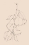 Picture of FRUIT CONTOUR STUDY II