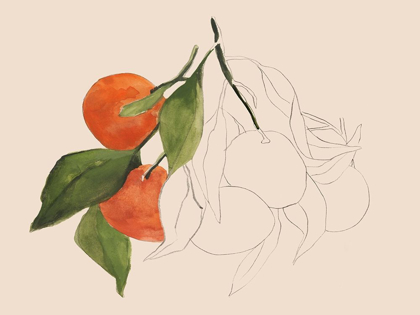 Picture of TANGERINE SKETCH II