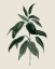 Picture of SOFT GREENERY II