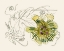 Picture of PASSIONFLOWER II