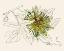 Picture of PASSIONFLOWER IV