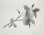 Picture of LIMONERO II