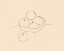 Picture of FRUIT LINE DRAWING I