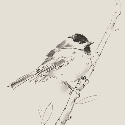 Picture of BLACK CAPPED CHICKADEE I