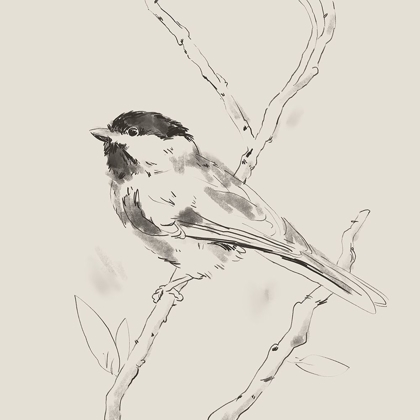 Picture of BLACK CAPPED CHICKADEE II