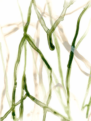 Picture of RUNNEL VII