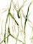 Picture of RUNNEL VII