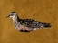 Picture of FEATHERED FRIEND I