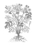 Picture of BANDW PLANT SPECIMEN II