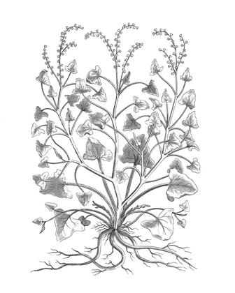 Picture of BANDW PLANT SPECIMEN VIII