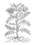 Picture of BANDW PLANT SPECIMEN IX