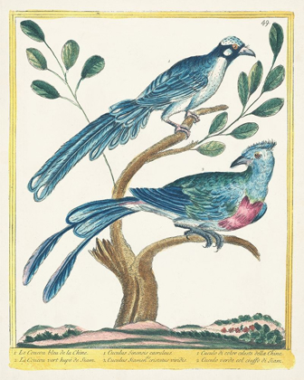Picture of PASTEL BIRDS VI