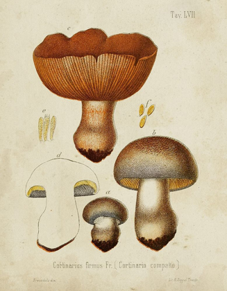 Picture of MUSHROOM VARIETIES I