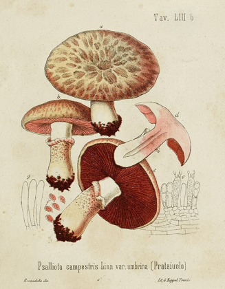 Picture of MUSHROOM VARIETIES II