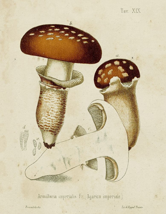 Picture of MUSHROOM VARIETIES III